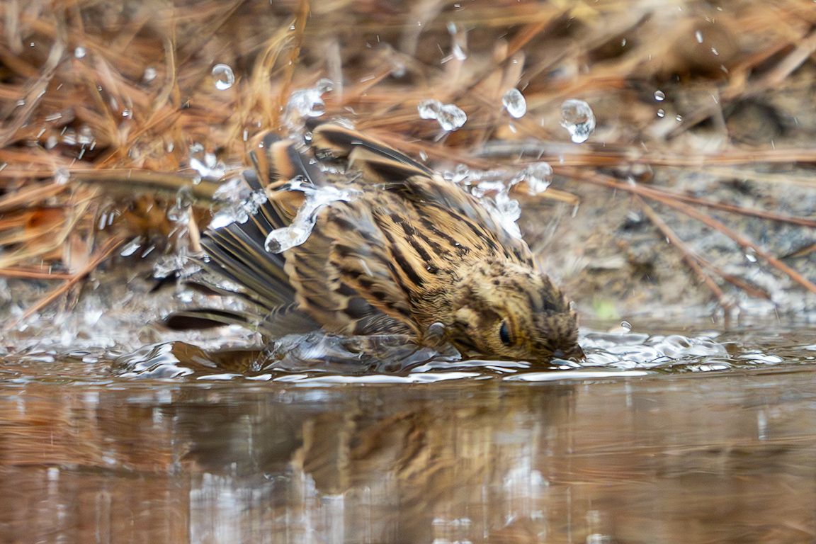 Escribano soteño hembra
