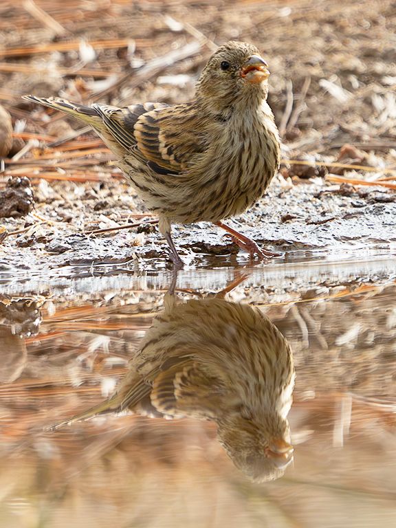 Escribano soteño hembra