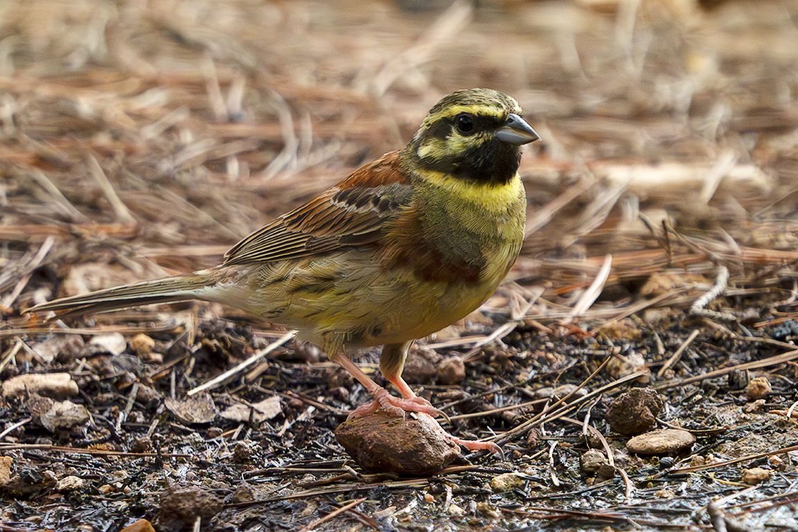 Escribano soteño macho