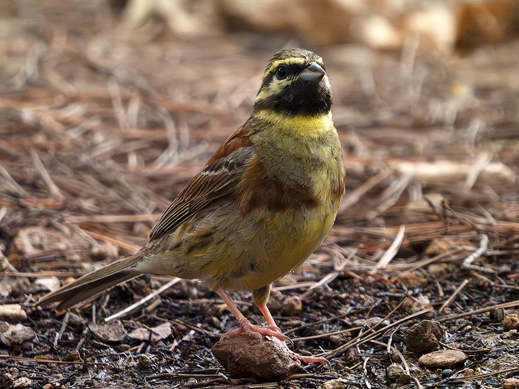 Escribano soteño macho