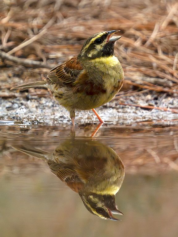 Escribano soteño macho