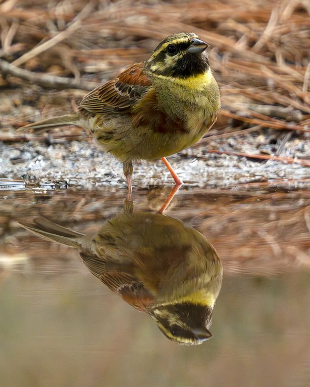 Escribano soteño macho