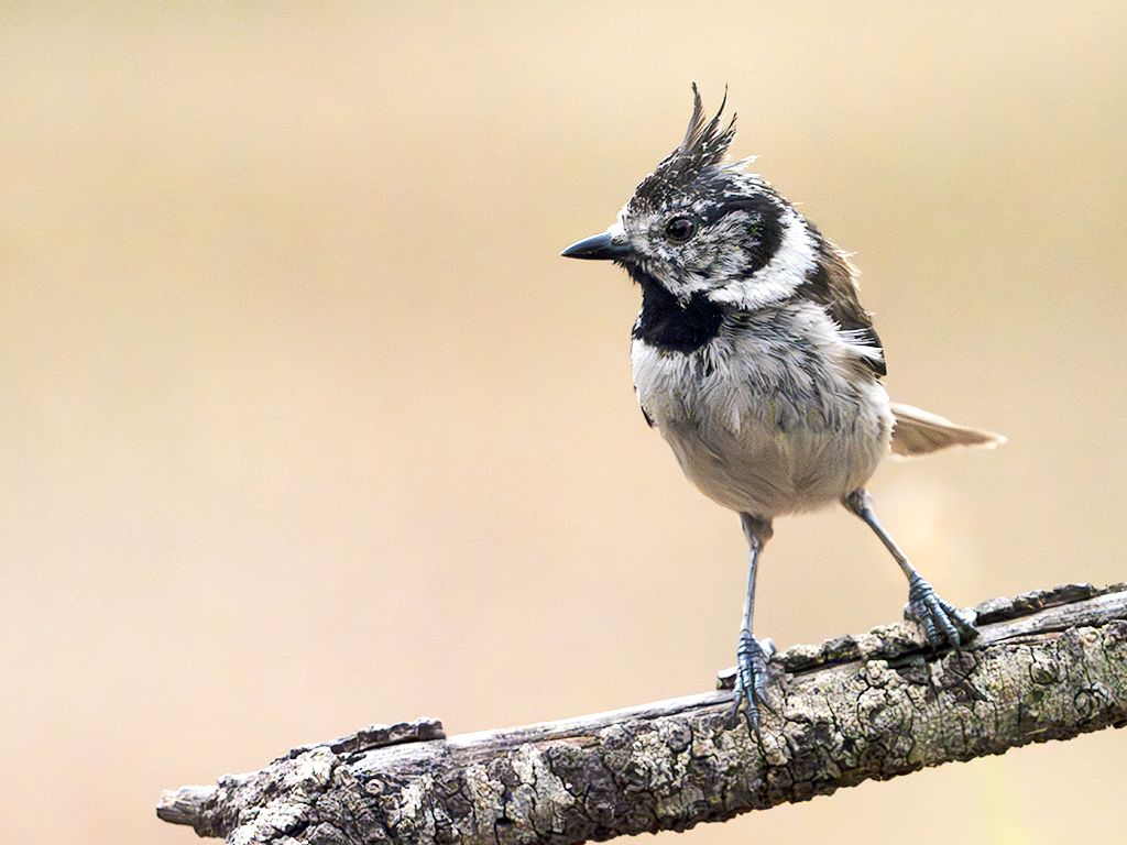 Herrerillo capuchino