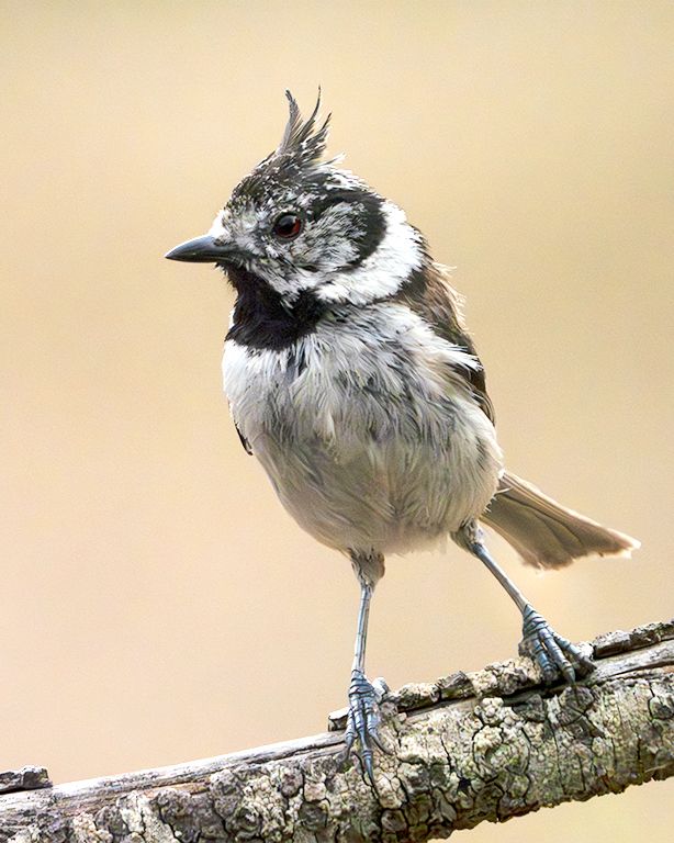 Herrerillo capuchino