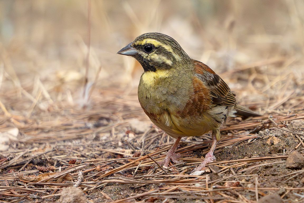 Escribano soteño macho
