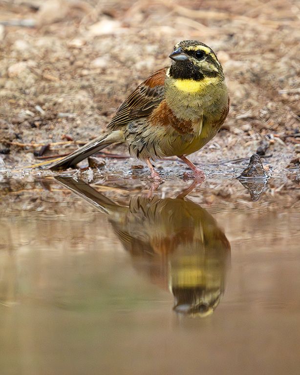 Escribano soteño macho