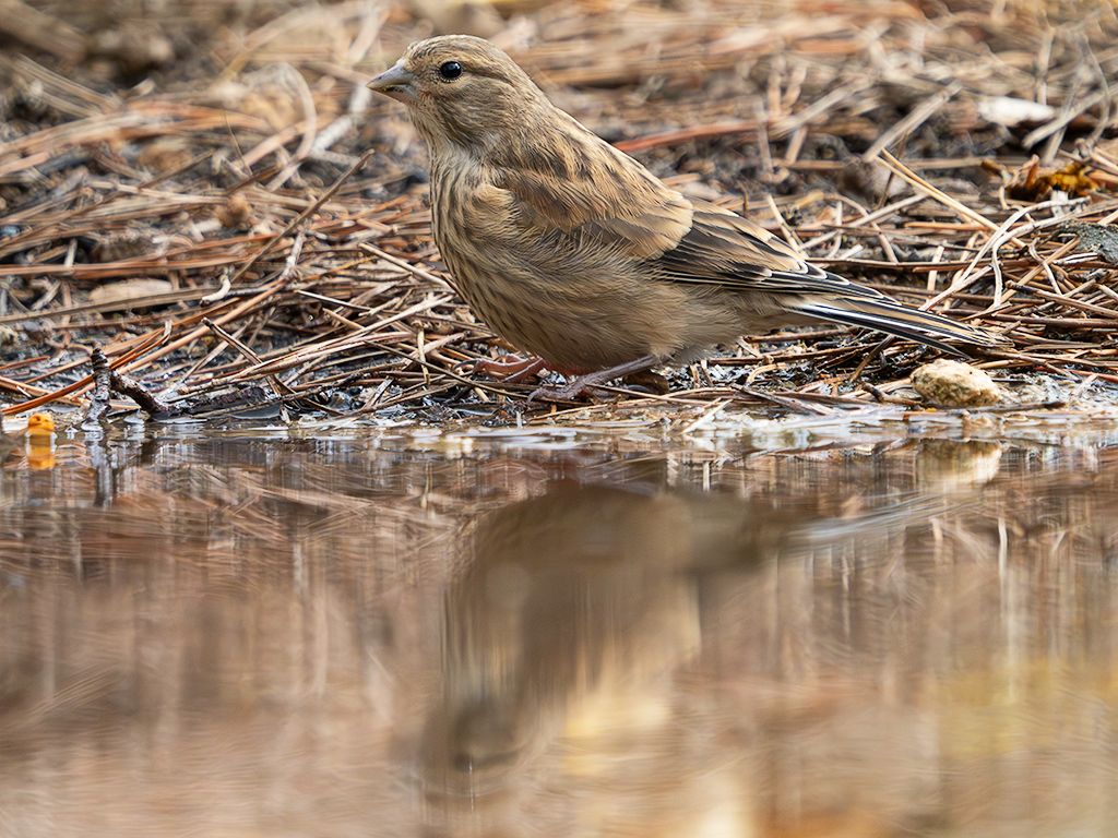 Escribano soteño hembra