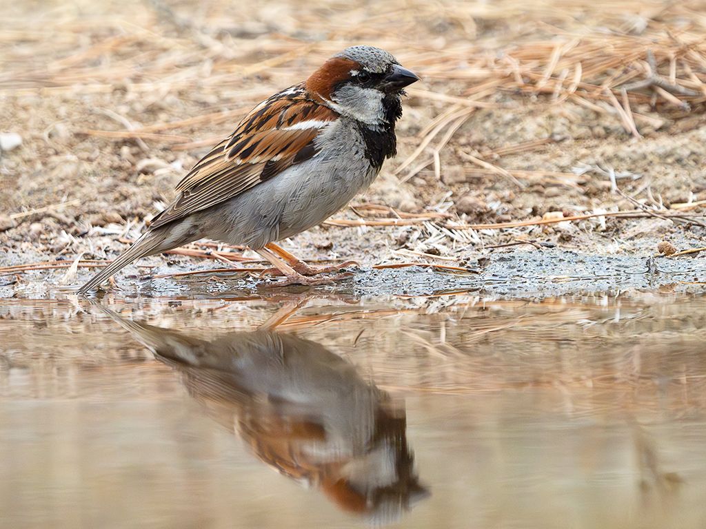 Gorrión común macho