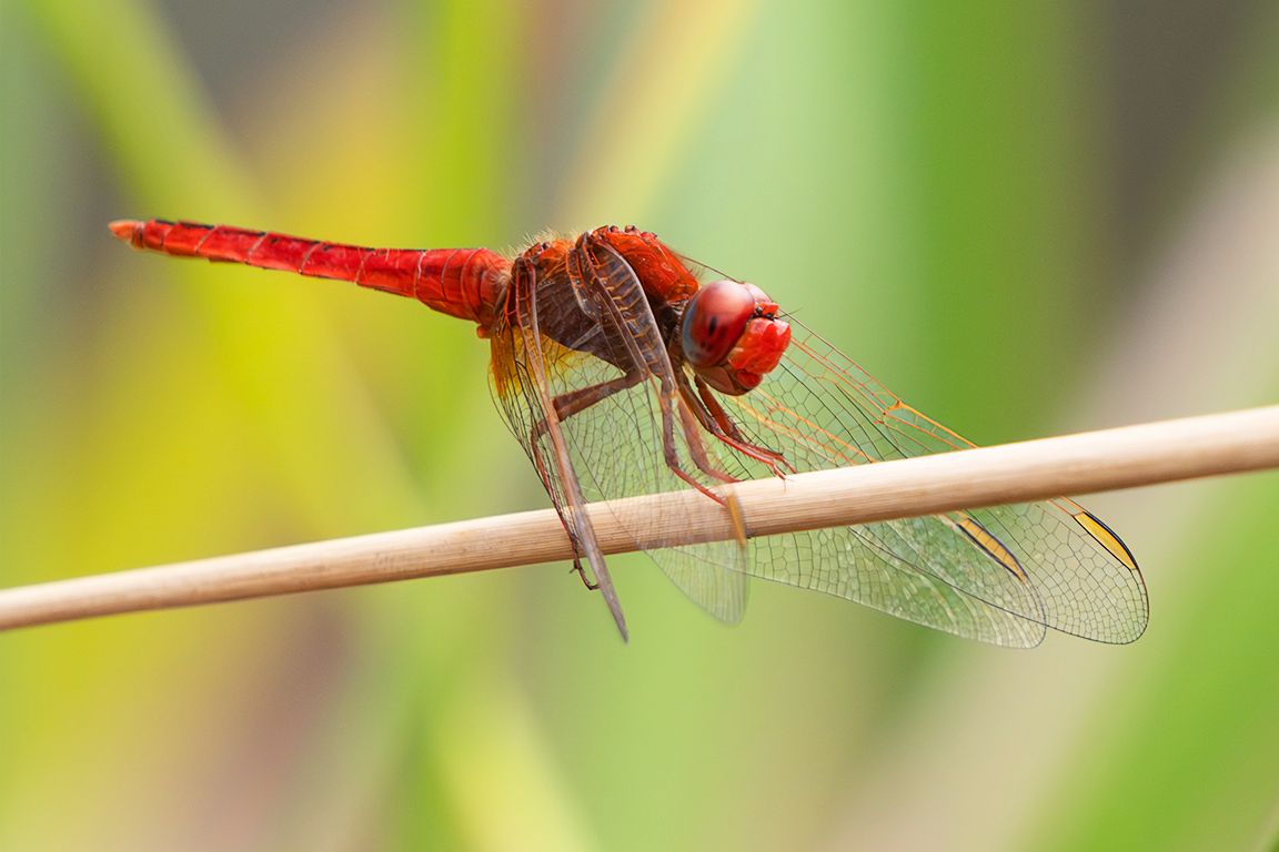 Trithemis kirbyi macho