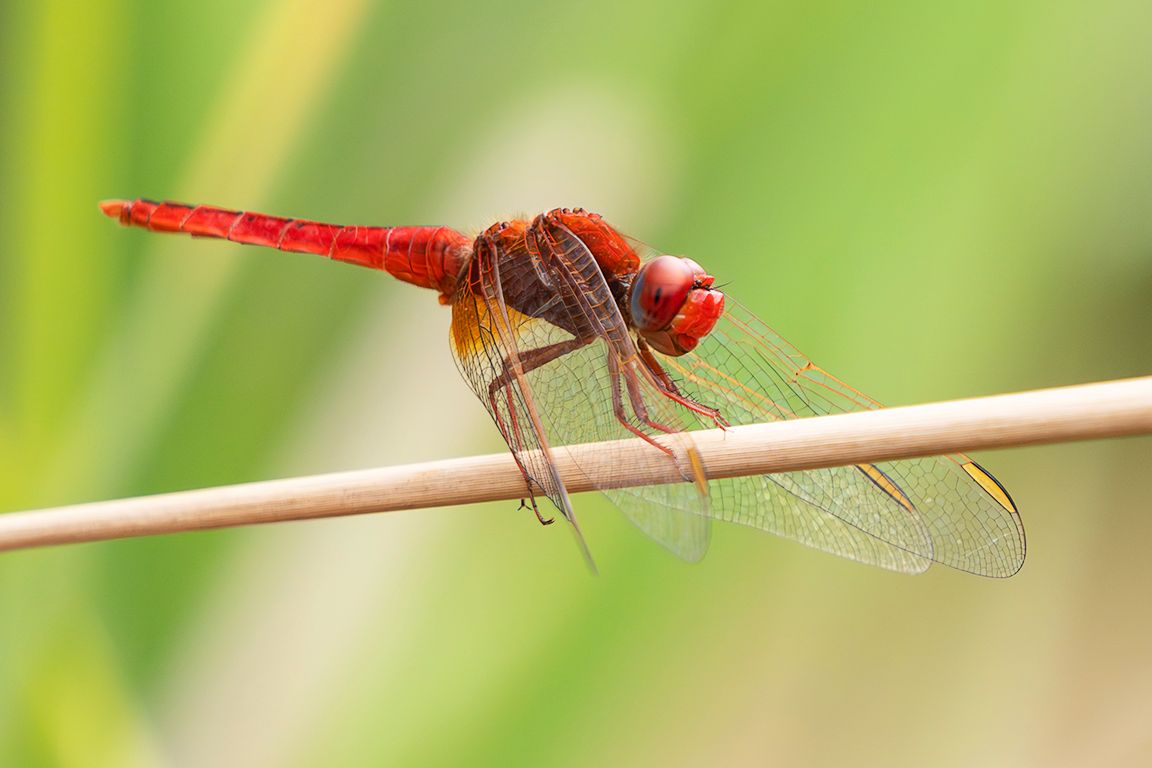 Trithemis kirbyi macho