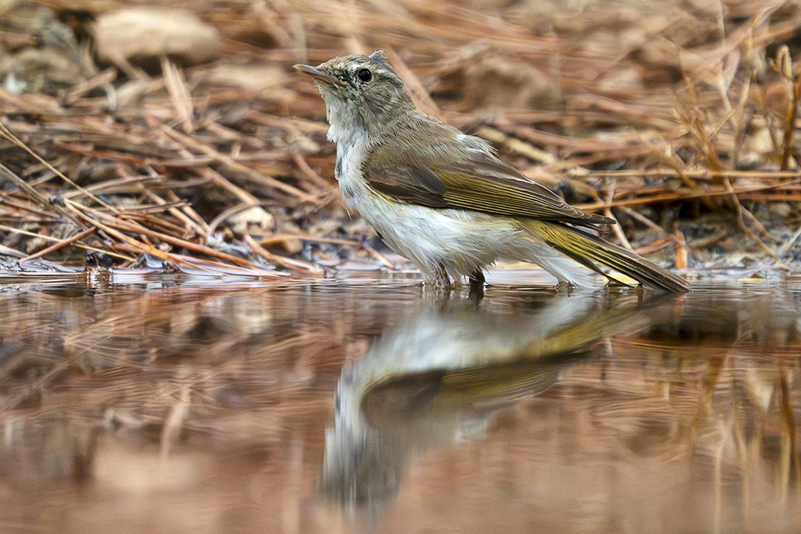Mosquitero papialbo