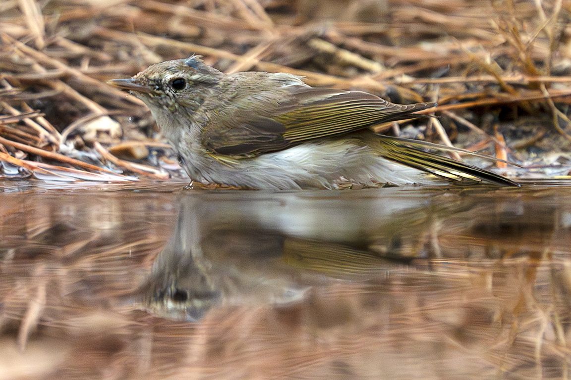 Mosquitero papialbo