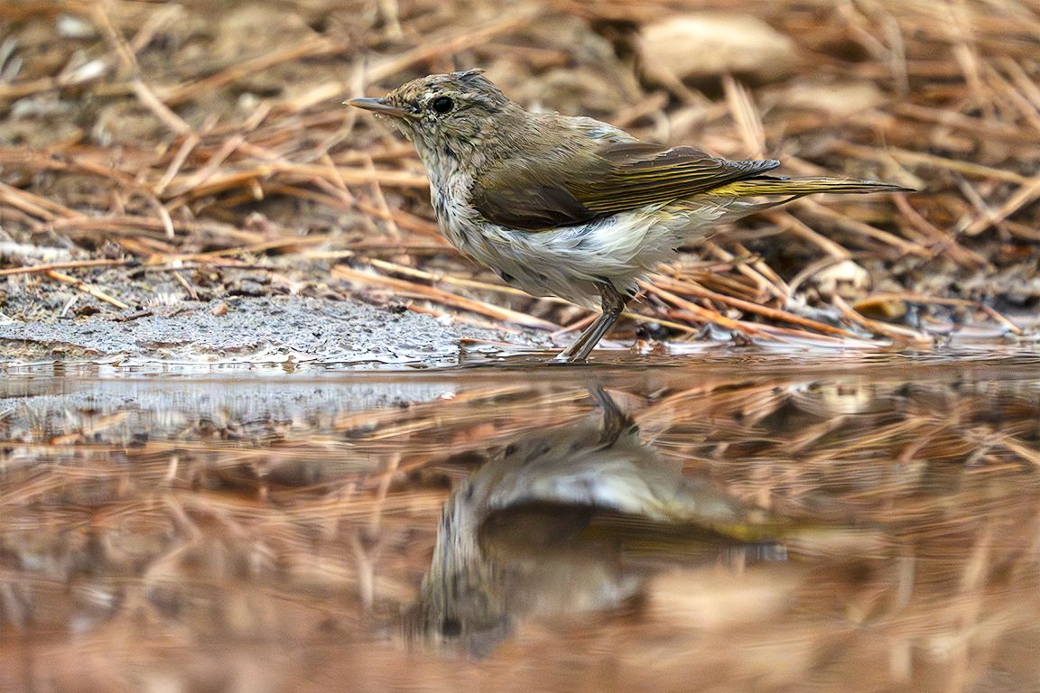 Mosquitero papialbo