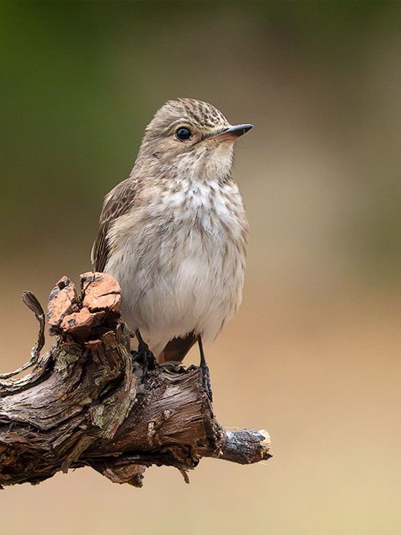 Papamoscas cerrojillo