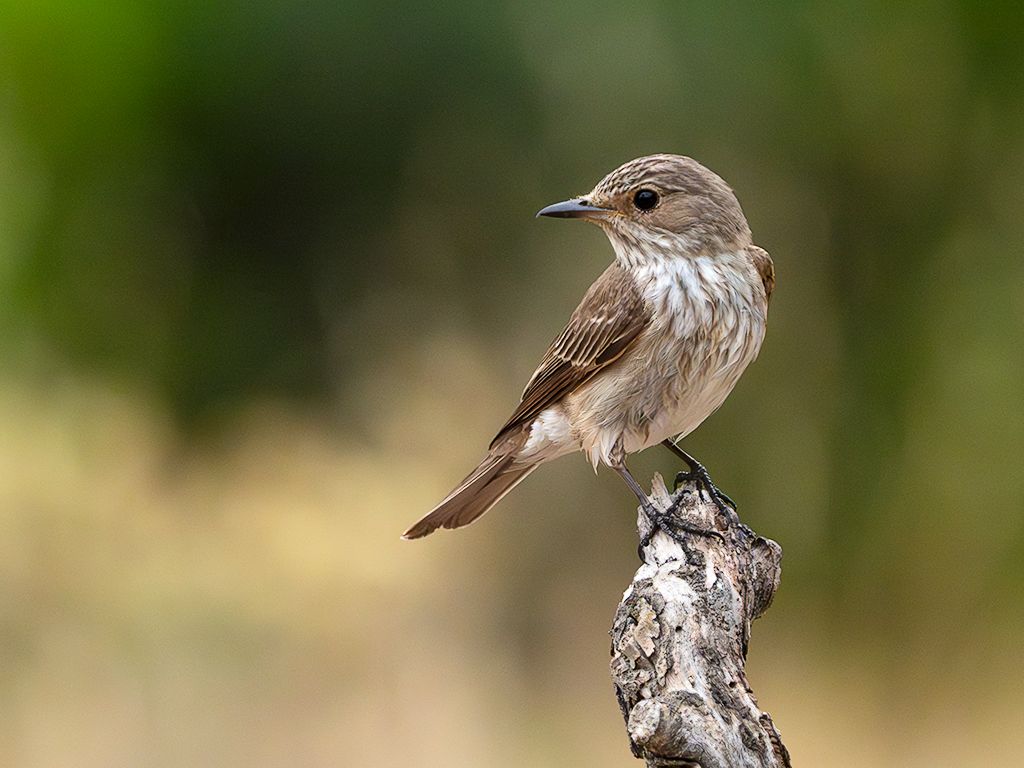Papamoscas cerrojillo