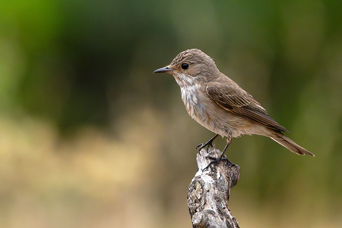 Papamoscas cerrojillo