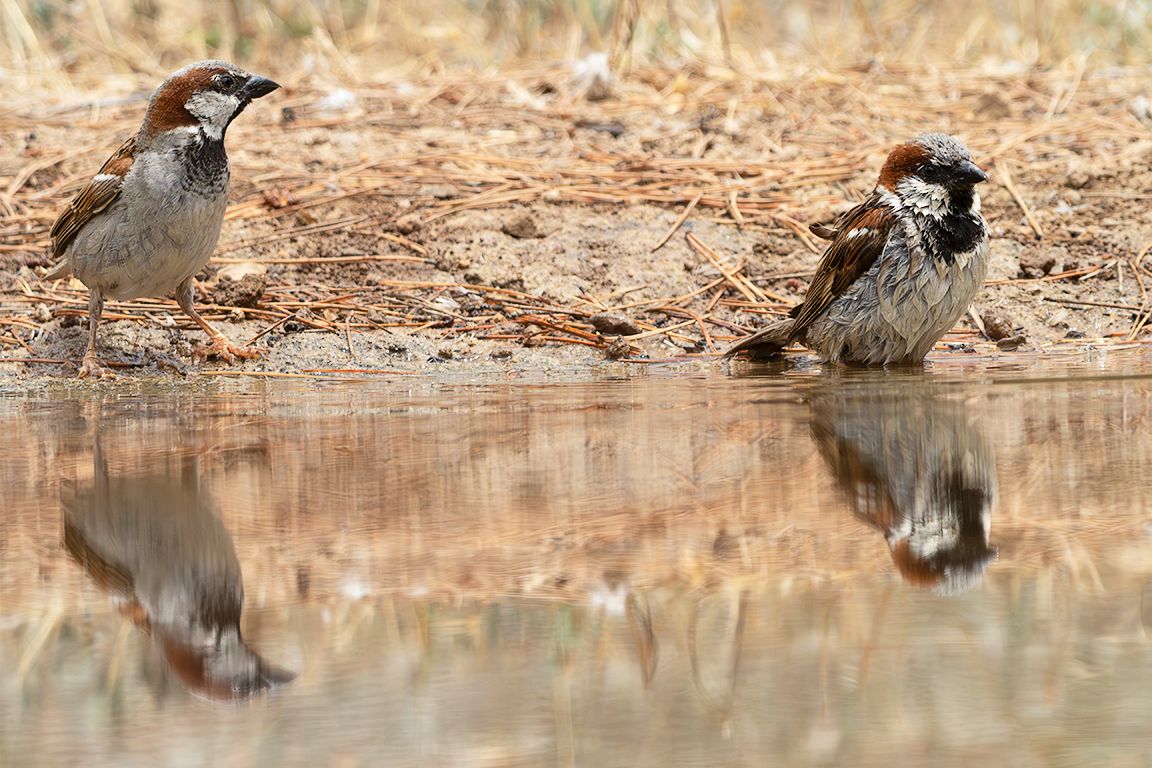 Machos de gorrión común
