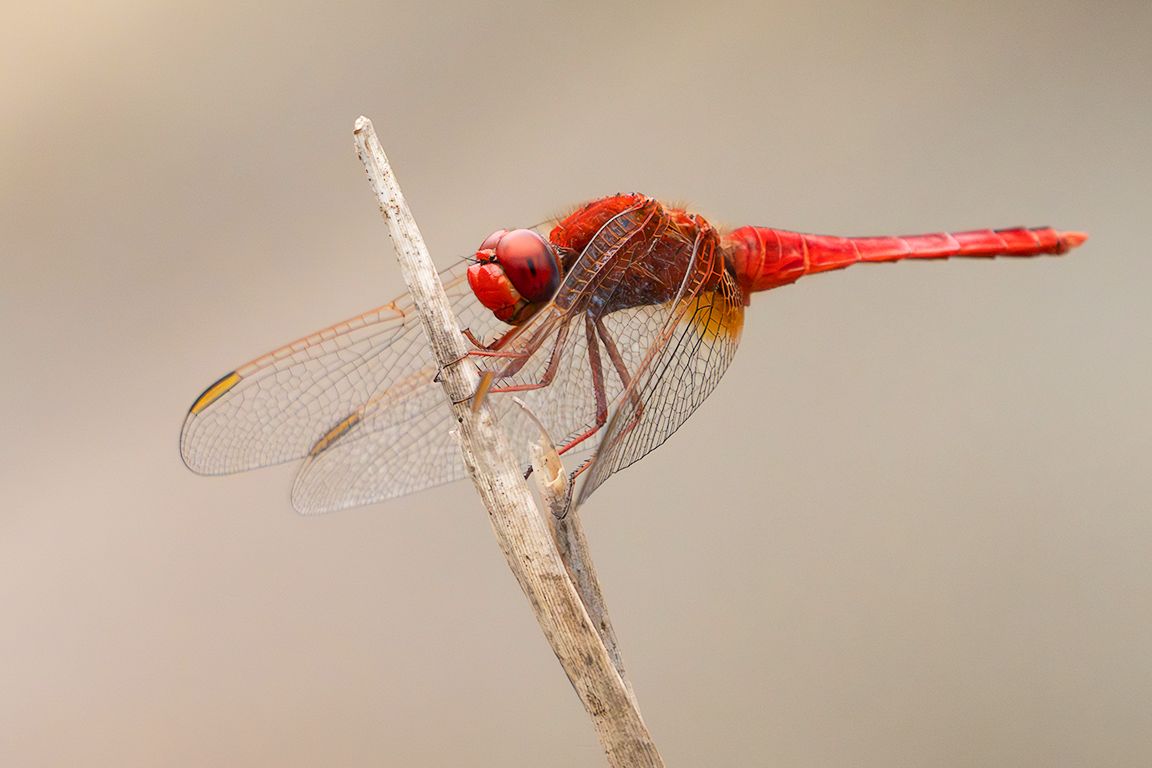 Trithemis kirbyi macho