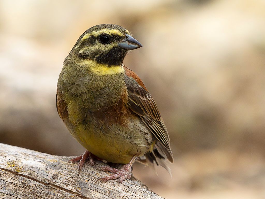 Escribano soteño macho