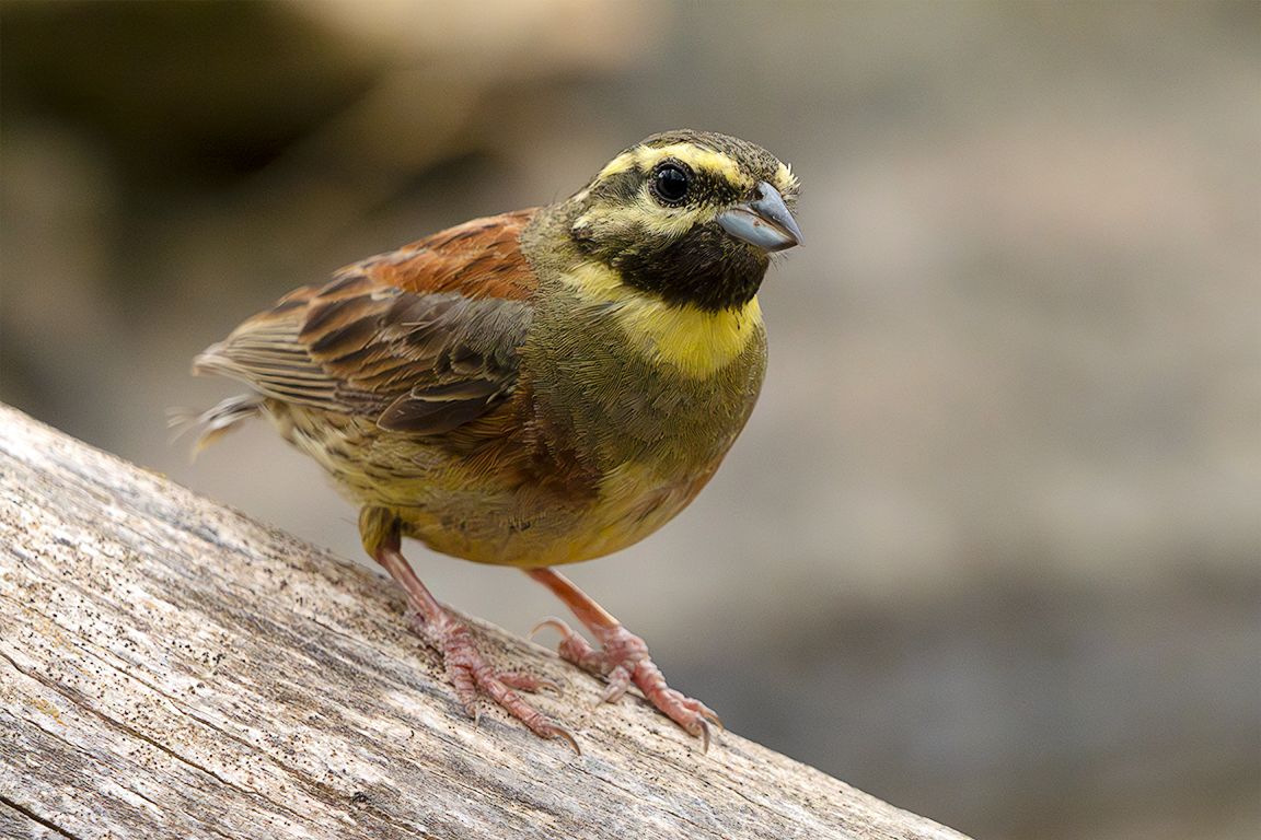 Escribano soteño macho