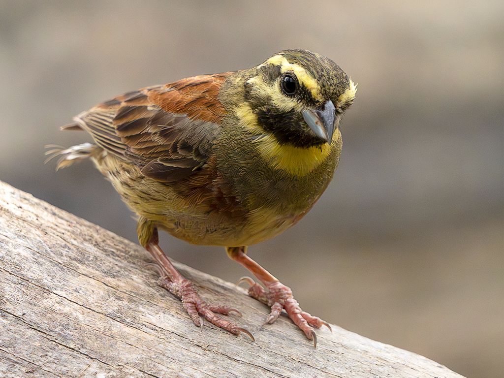 Escribano soteño macho