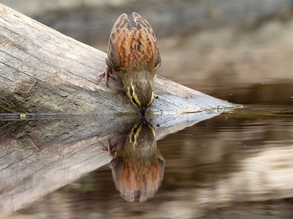 Escribano soteño macho