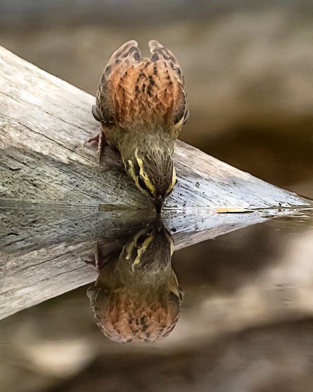 Escribano soteño macho