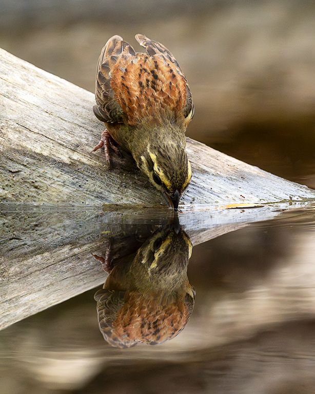 Escribano soteño macho