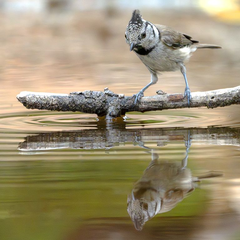 Herrerillo capuchino