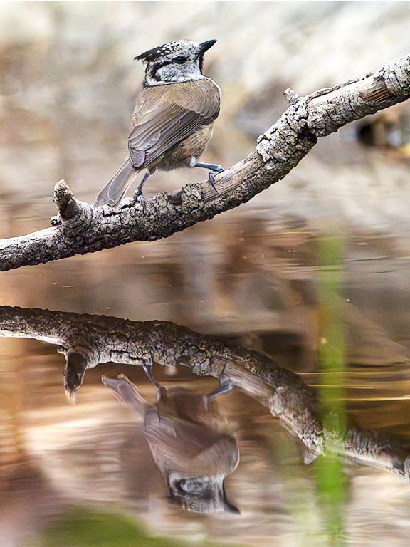 Herrerillo capuchino