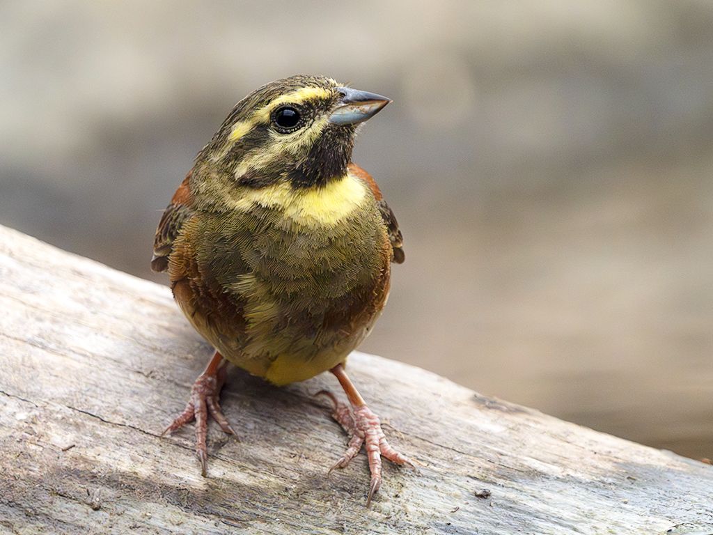 Escribano soteño macho