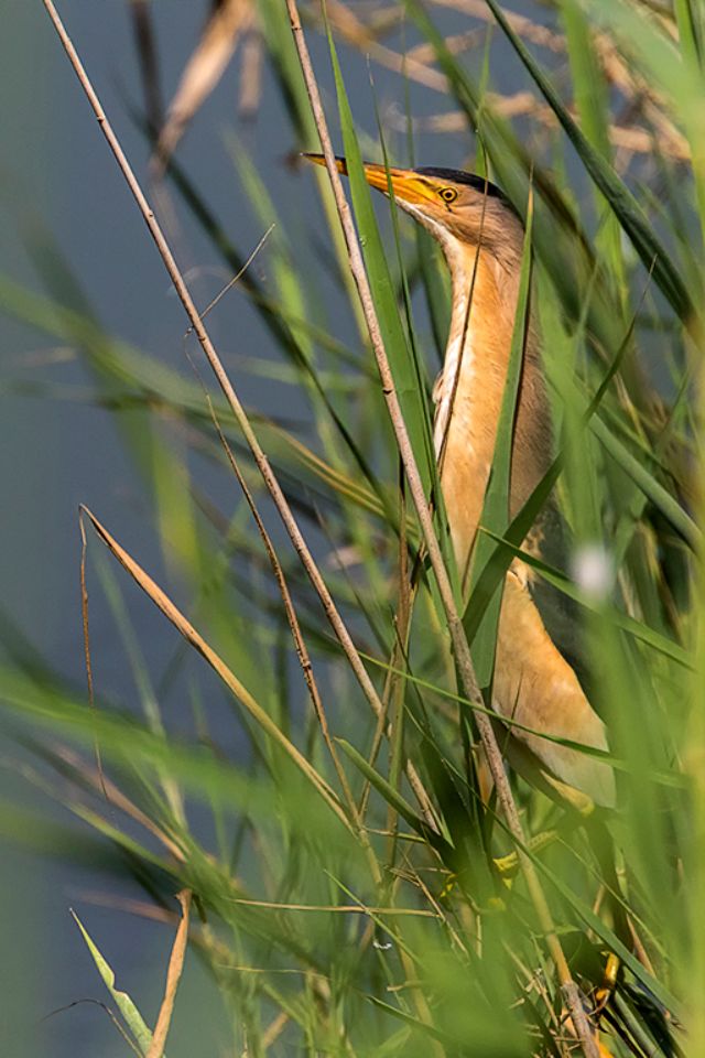 Siempre entre juncos