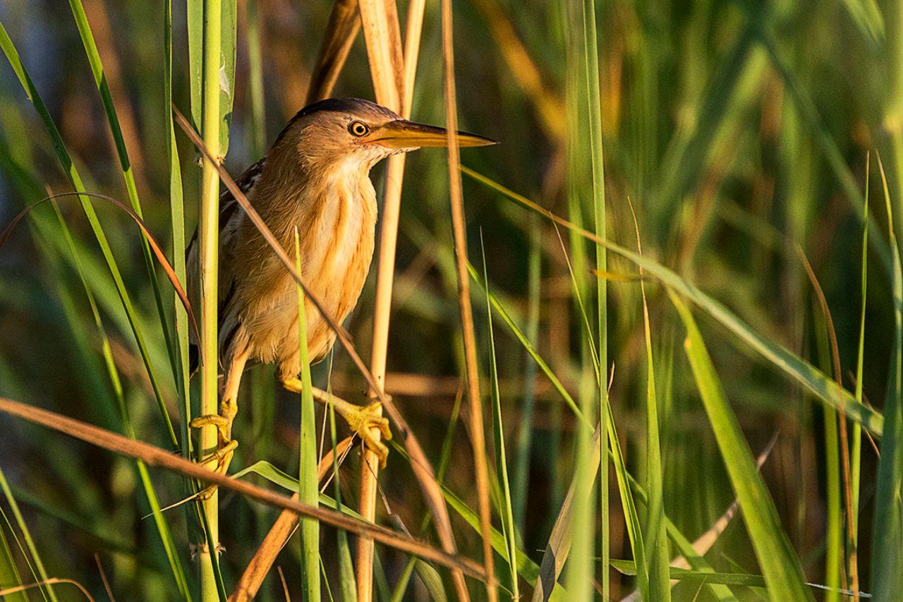 Aferrado a los juncos