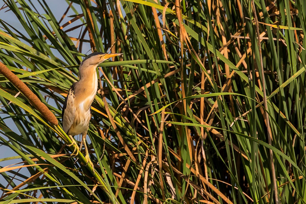 Soleándose relajado