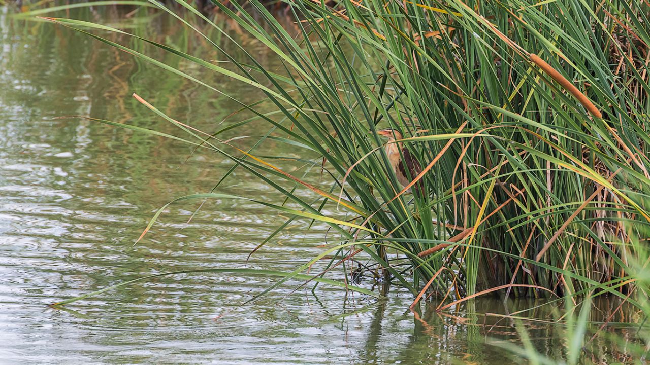 Pero suele esconderse bien