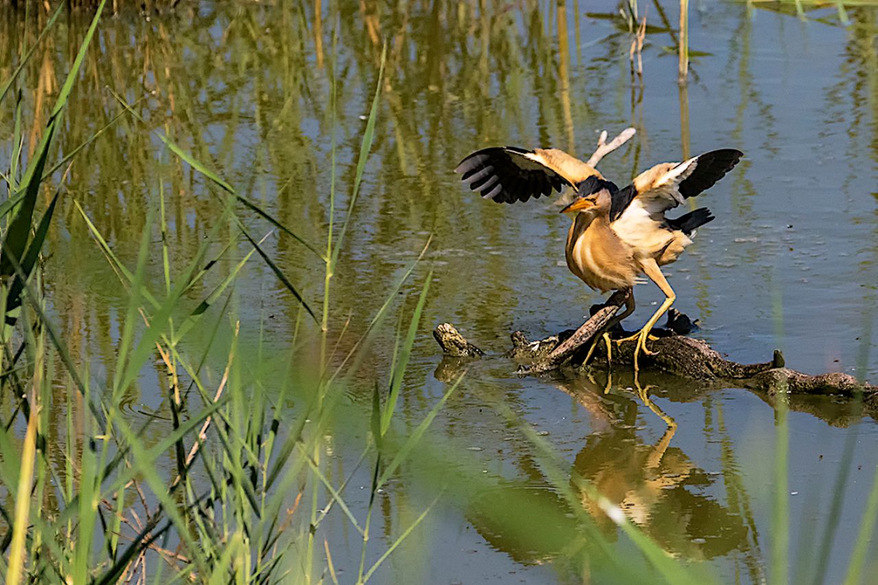 Equilibrándose recién llegado