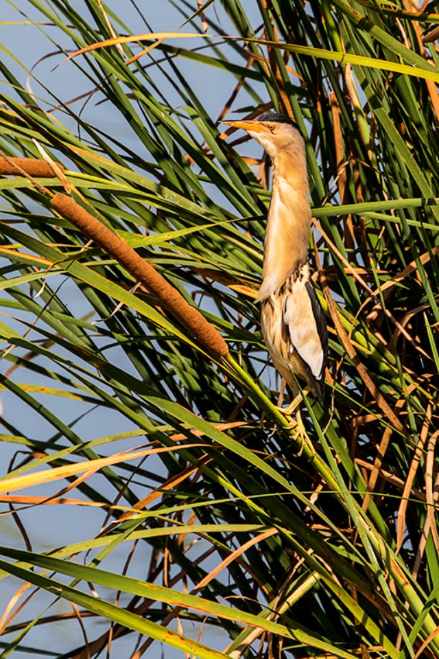 Sorprendente su cuello telescópico y fuerte