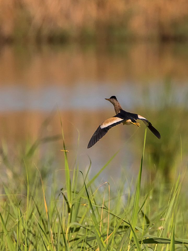 Curioso ese volar cabeza erguida