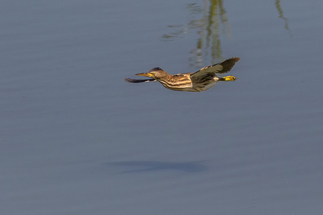 A ras de agua a veces