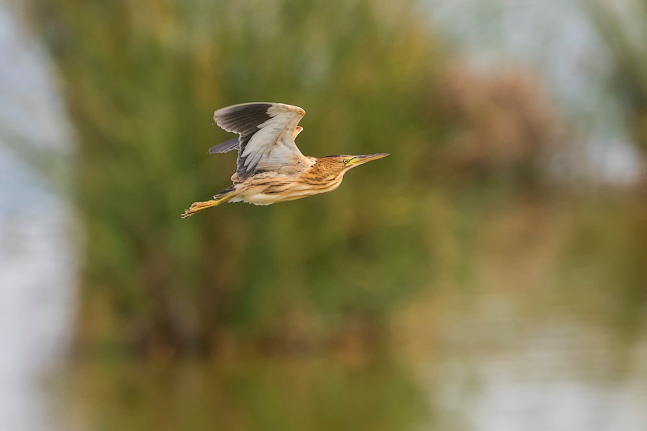 Me engancha su vuelo