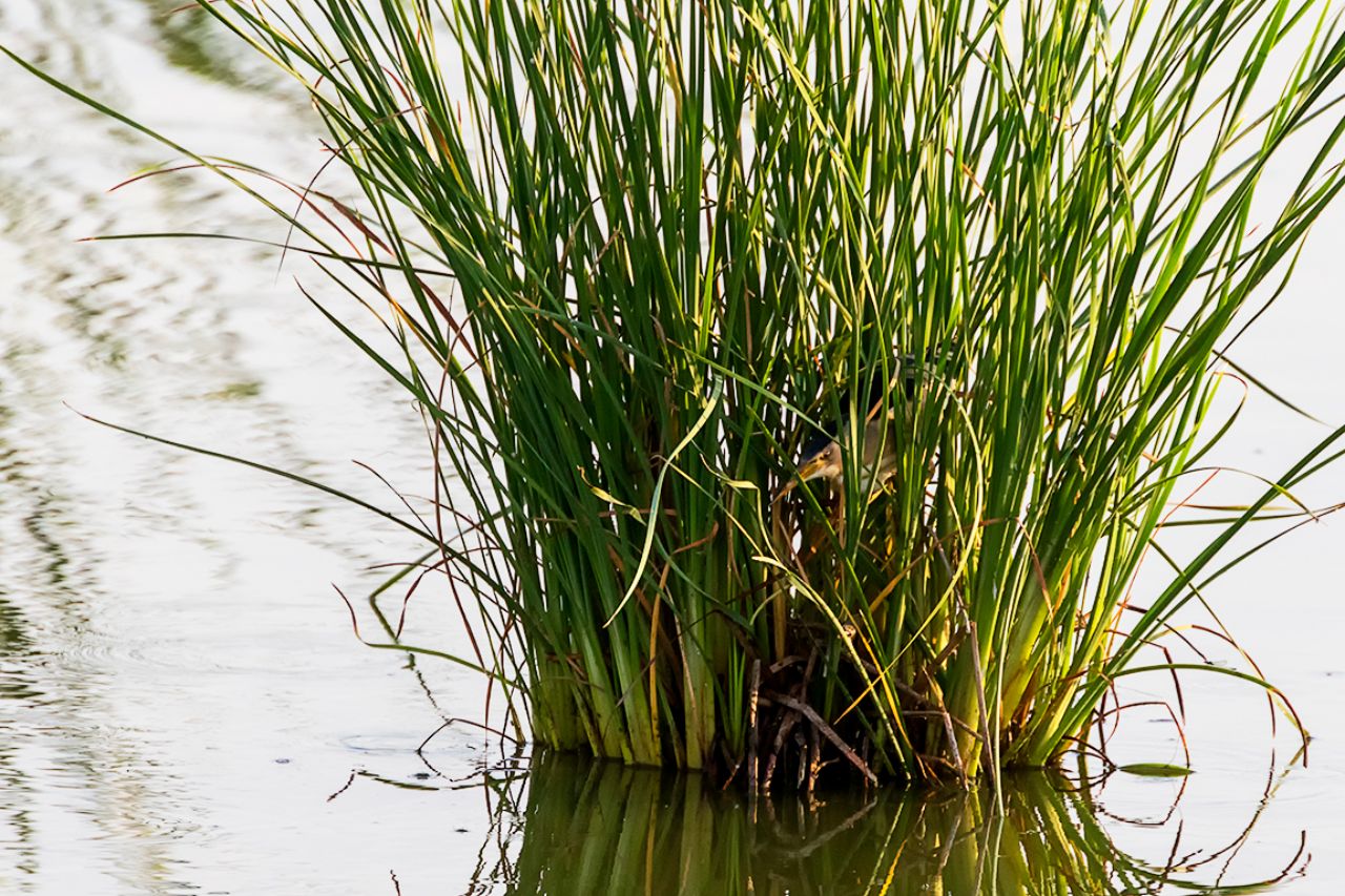 Descubrirlo es complicado