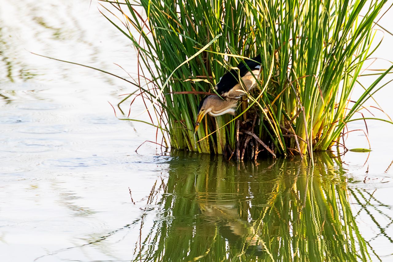 Hasta que se muestra