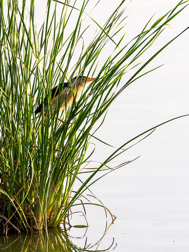 Entre juncos