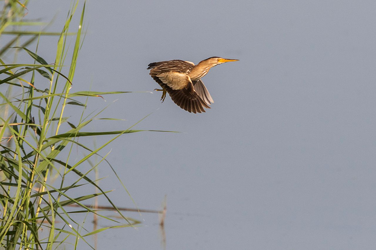 Puedes captar su salto