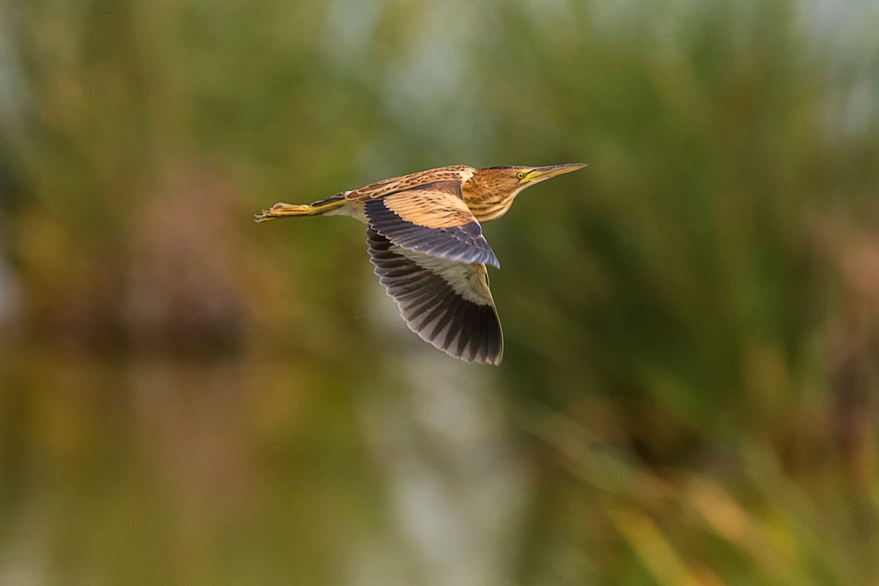 Y muy estéticos sus vuelos