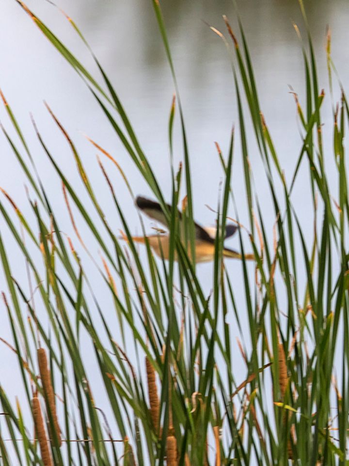 El fantasma del carrizal