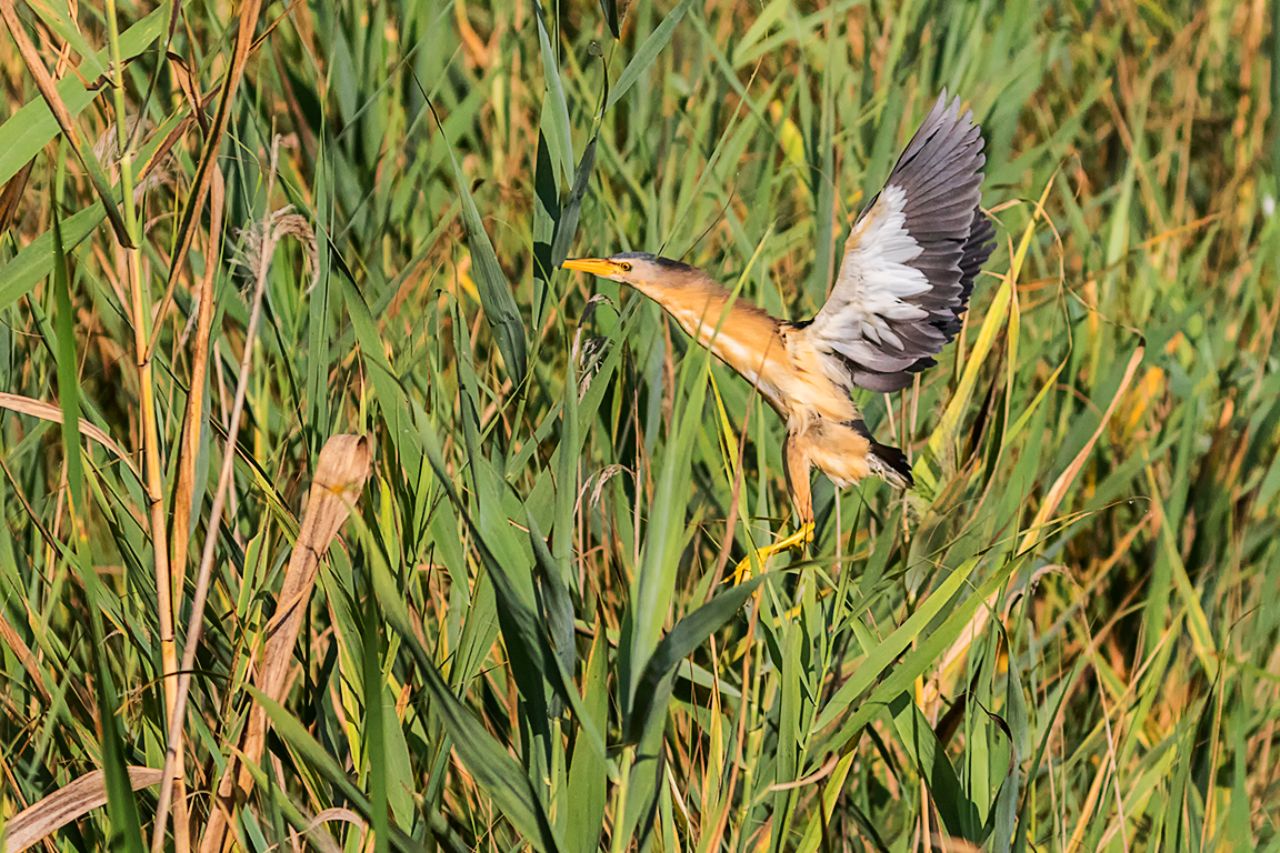 Y entrando al carrizal