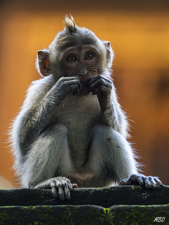 El bosque de los monos