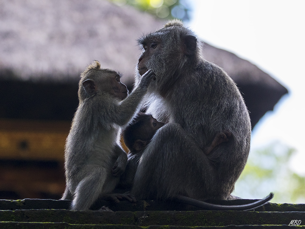 El bosque de los monos