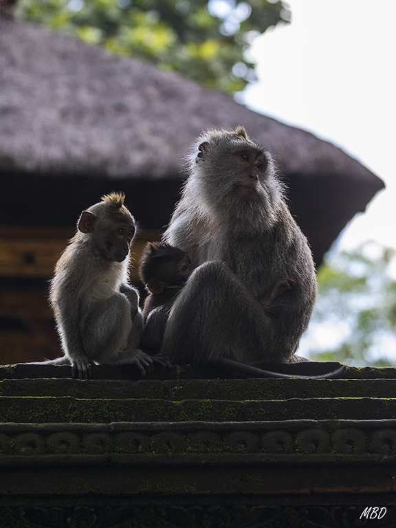 El bosque de los monos